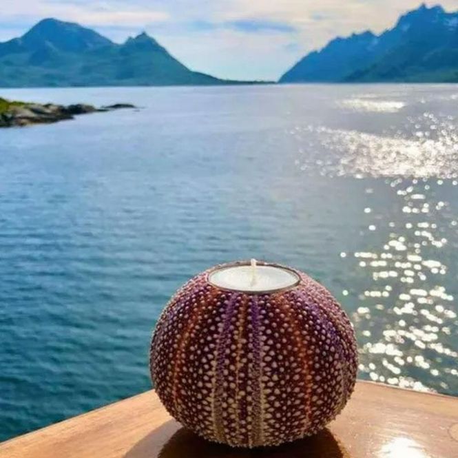 Hovedbilde Nyt Lofoten - Reinebollen kråkebollelys medium