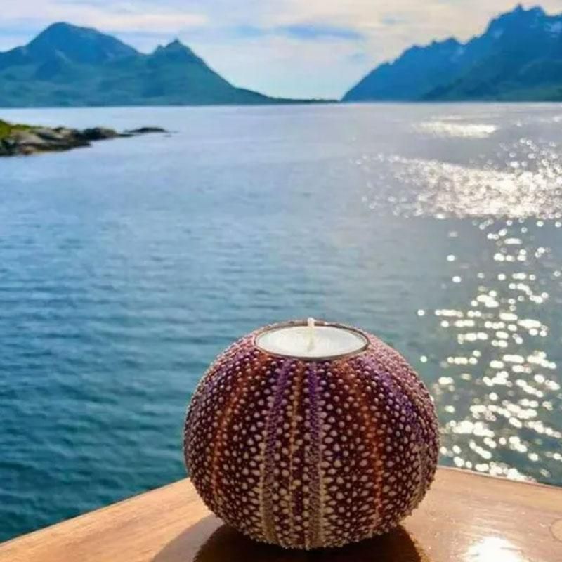 Nyt Lofoten - Kråkebollelys medium